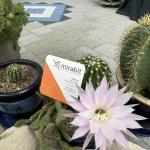 Sommerbild Uttwil 8592